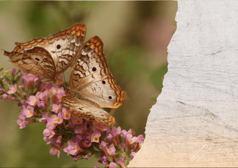 Two butterflies on a bed of flours representing couples therapy