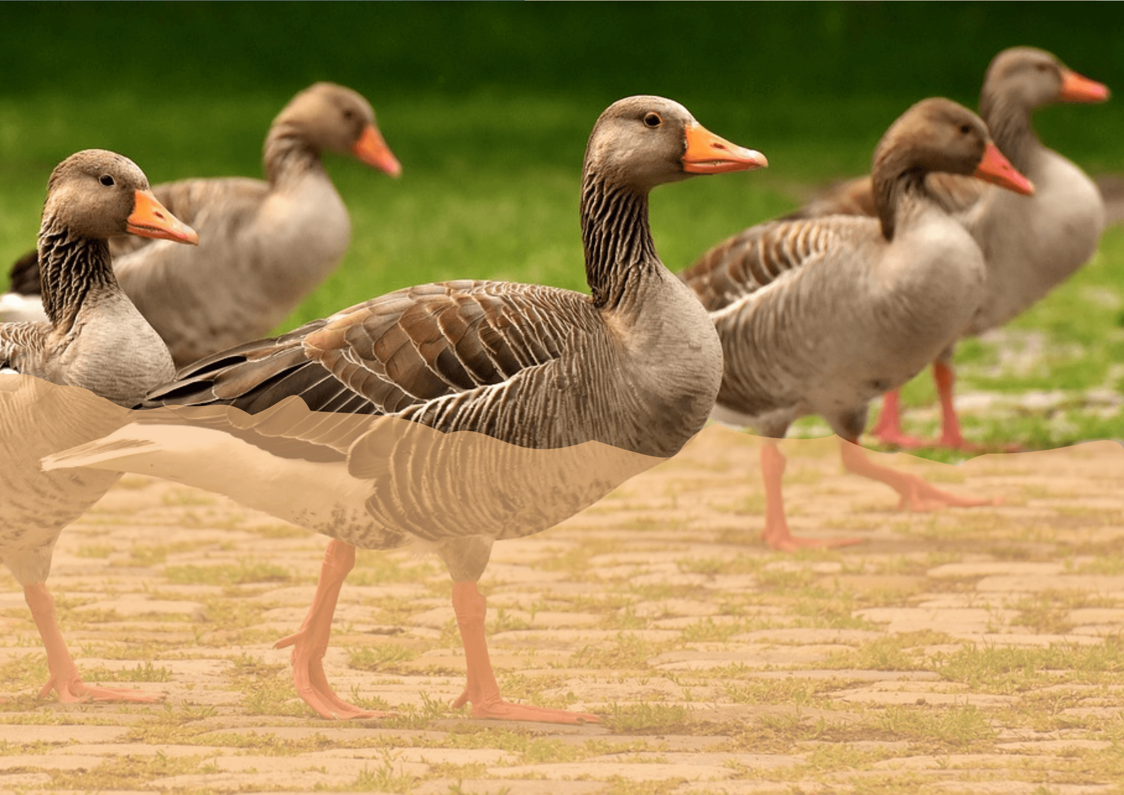 A flock of ducks representing group therapy