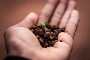 A seedling being nurtured in a palm with mulch